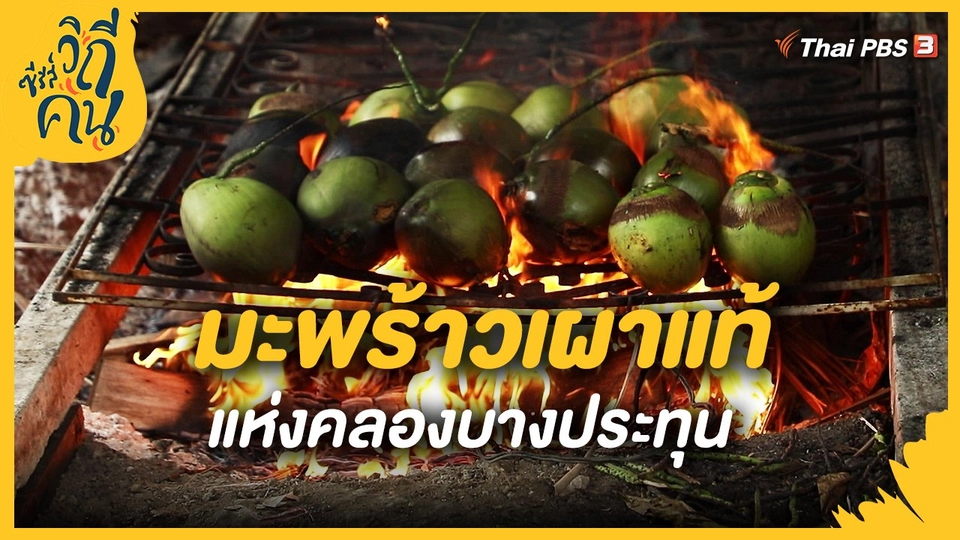 ​มะพร้าวเผาแท้ แห่งคลองบางประทุน