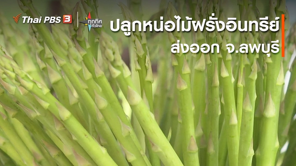 ​อาชีพทั่วไทย : ปลูกหน่อไม้ฝรั่งอินทรีย์ส่งออก จ.ลพบุรี