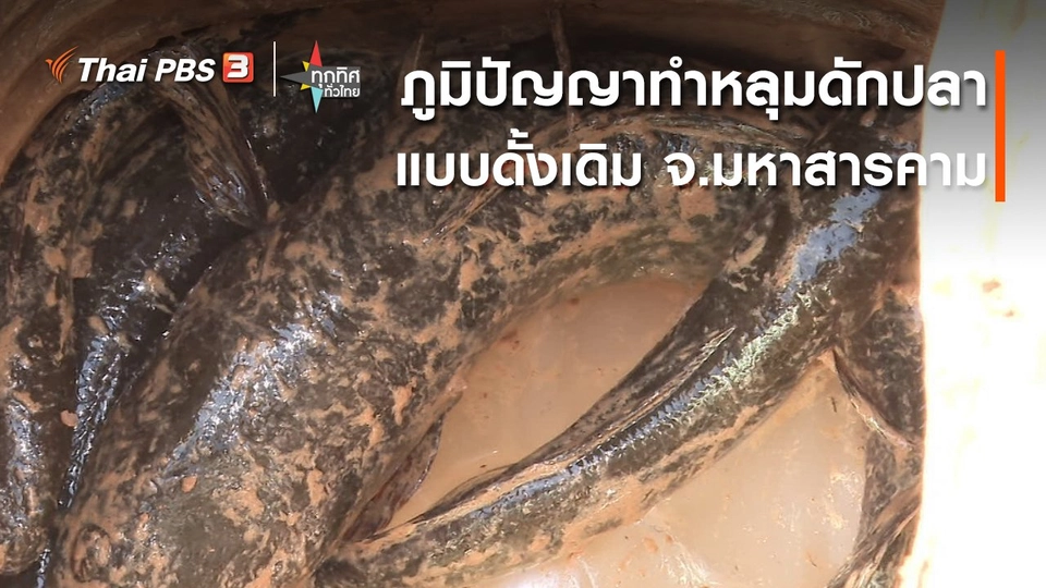 ​วิถีทั่วไทย : ภูมิปัญญาทำหลุมดักปลาแบบดั้งเดิม จ.มหาสารคาม