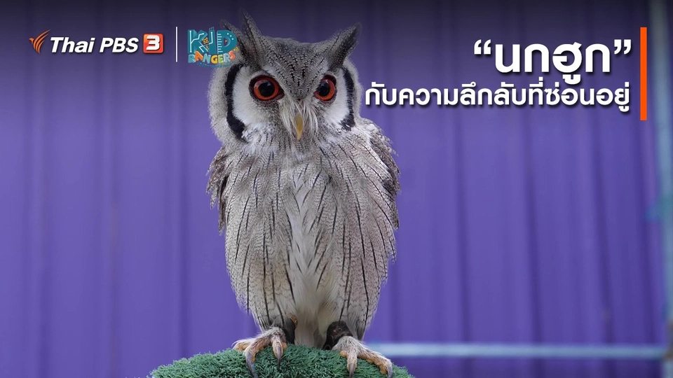 คิดส์เรียนรู้ : “นกฮูก” กับความลึกลับที่ซ่อนอยู่