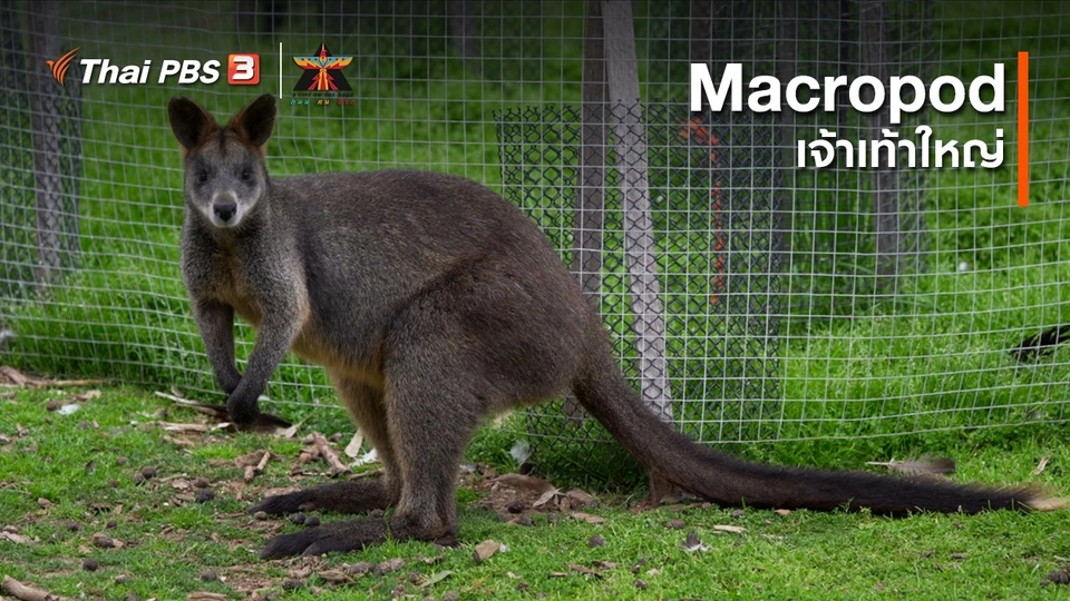 ​เรื่องเล่าการเดินทาง : Macropod เจ้าเท้าใหญ่