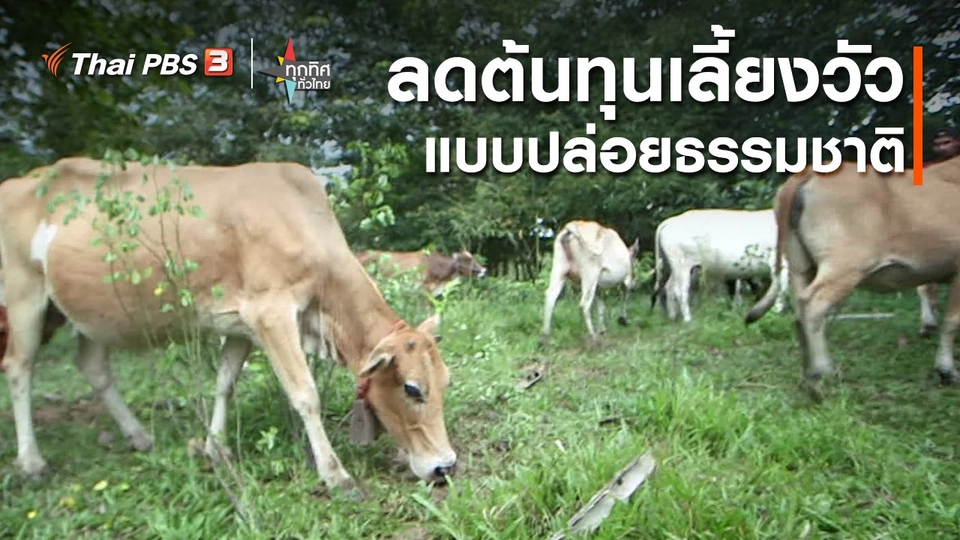 ​วิถีทั่วไทย : ลดต้นทุนเลี้ยงวัวแบบปล่อยธรรมชาติ จ.กาญจนบุรี