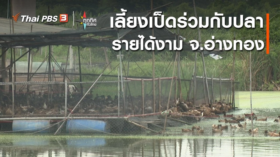 ​อาชีพทั่วไทย : เลี้ยงเป็ดร่วมกับปลารายได้งาม จ.อ่างทอง