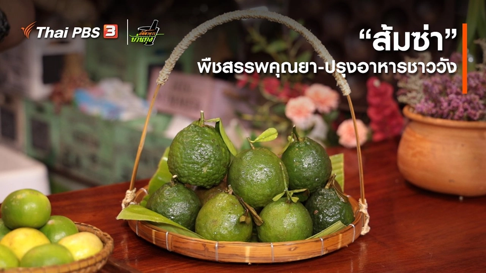​คลิปบ้านทุ่ง : “​ส้มซ่า”​ พืชสรรพคุณยา-ปรุงอาหารชาววัง