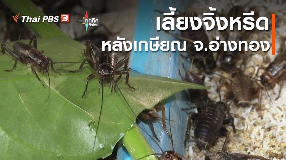 ​อาชีพทั่วไทย : เลี้ยงจิ้งหรีดหลังเกษียณ จ.อ่างทอง