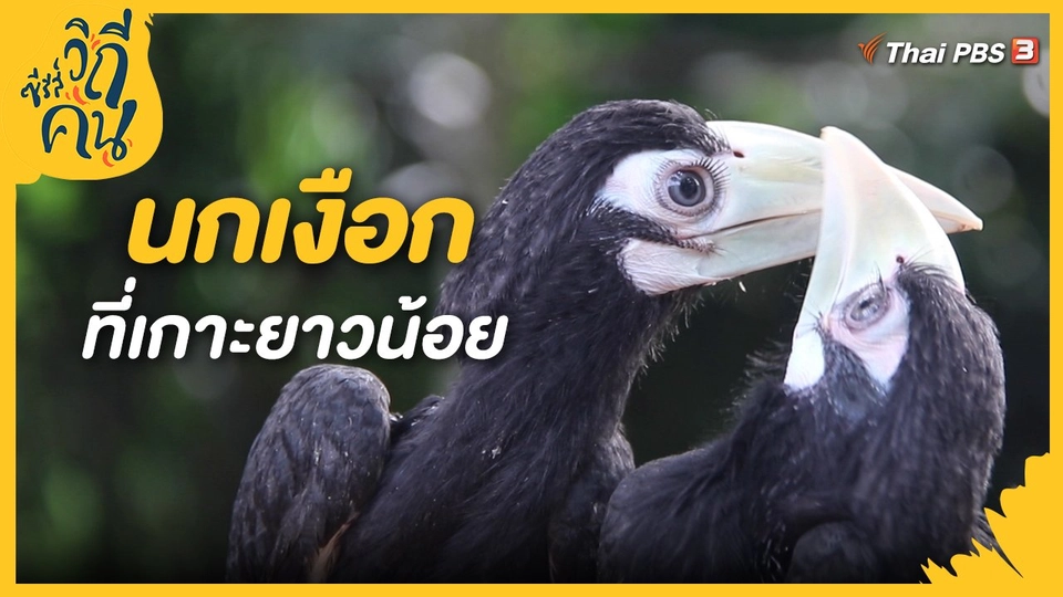 ​นกเงือกที่เกาะยาวน้อย