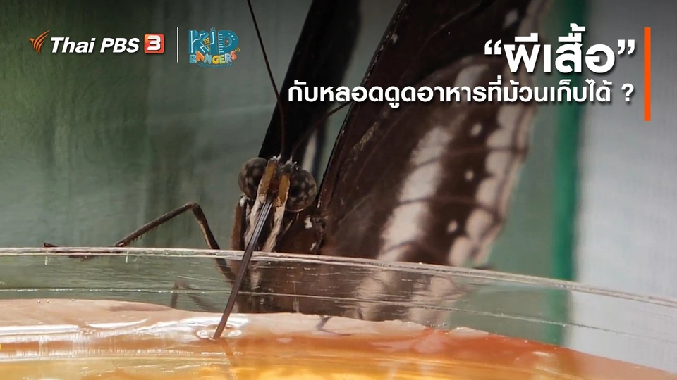 คิดส์เรียนรู้ : “ผีเสื้อ” กับหลอดดูดอาหารที่ม้วนเก็บได้ ?
