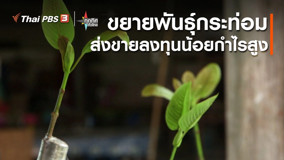 ​อาชีพทั่วไทย : ขยายพันธุ์กระท่อมส่งขายลงทุนน้อยกำไรสูง