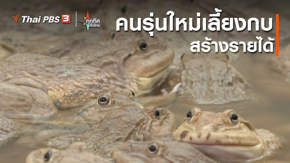 อาชีพทั่วไทย : คนรุ่นใหม่เลี้ยงกบสร้างรายได้ จ.พระนครศรีอยุธยา