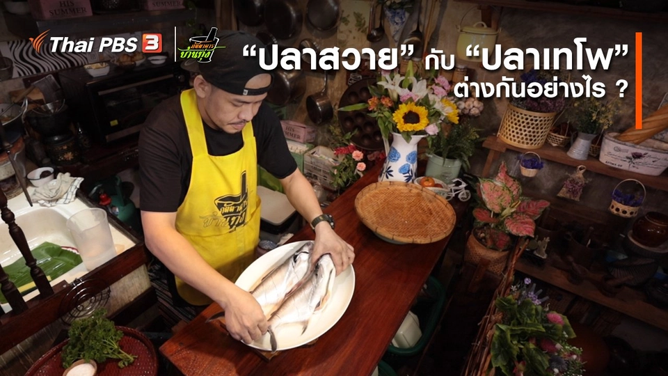 ​คลิปบ้านทุ่ง : “​ปลาสวาย” กับ “ปลาเทโพ”​ ต่างกันอย่างไร ?