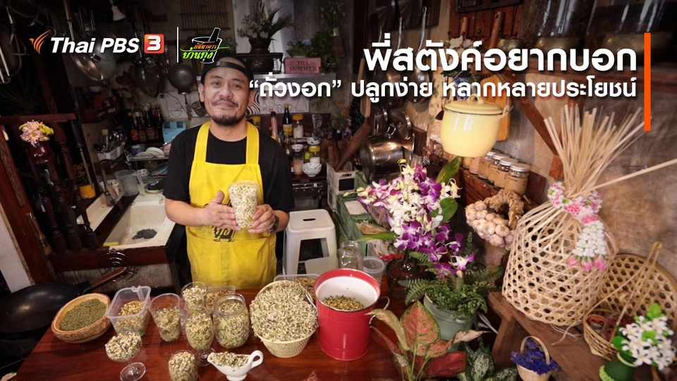 คลิปบ้านทุ่ง : พี่สตังค์อยากบอก “ถั่วงอก” ปลูกง่าย หลากหลายประโยชน์