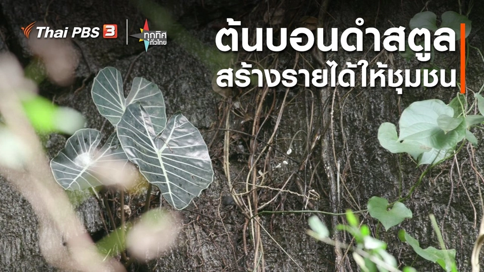 อาชีพทั่วไทย : ต้นบอนดำสตูล สร้างรายได้ให้ชุมชน