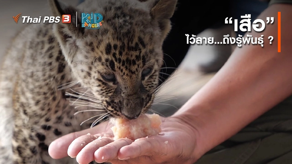 คิดส์เรียนรู้ : “เสือ” ไว้ลายถึงรู้พันธุ์ ?