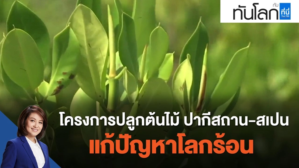 โครงการปลูกต้นไม้ ปากีสถาน-สเปน แก้ปัญหาโลกร้อน