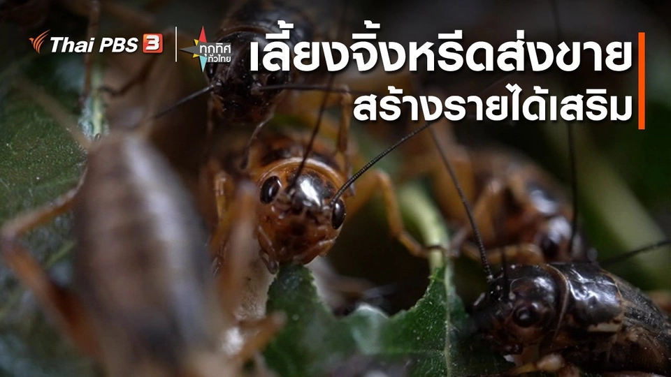 อาชีพทั่วไทย : เลี้ยงจิ้งหรีดส่งขายสร้างรายได้เสริม