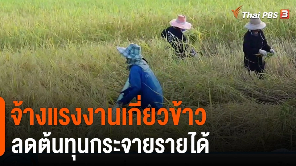 จ้างแรงงานเกี่ยวข้าวลดต้นทุนกระจายรายได้