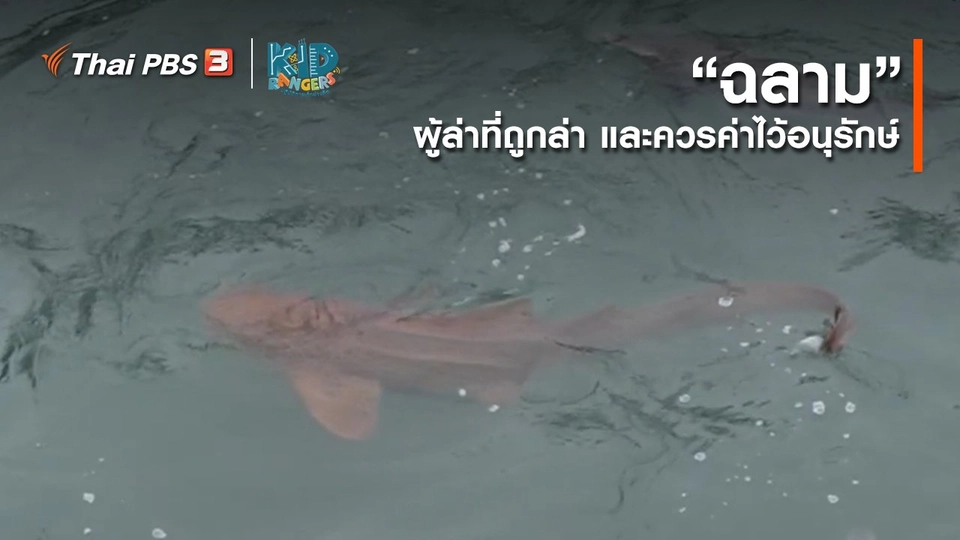 ​คิดส์เรียนรู้ : “ฉลาม” ผู้ล่าที่ถูกล่า และควรค่าไว้อนุรักษ์