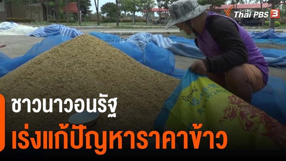 ชาวนาวอนรัฐเร่งแก้ปัญหาราคาข้าว
