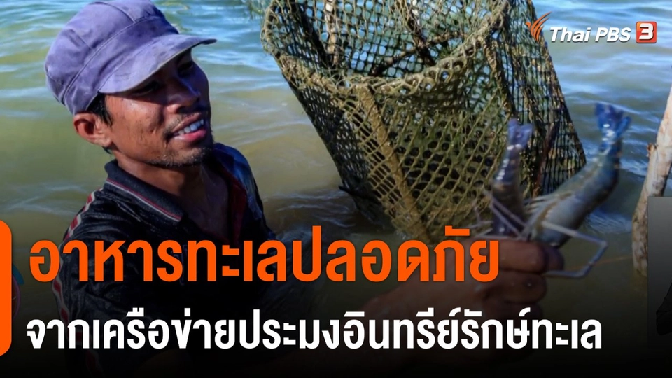 ประเด็นสังคม : อาหารทะเลปลอดภัย จากเครือข่ายประมงอินทรีย์รักษ์ทะเล