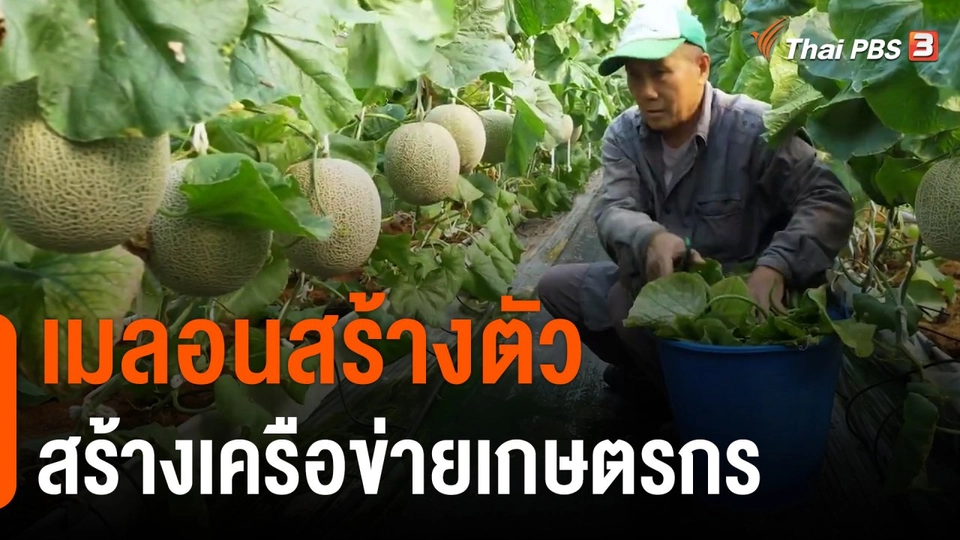 ดอกผลของความยั่งยืน : เมลอนสร้างตัว สร้างเครือข่ายเกษตรกร