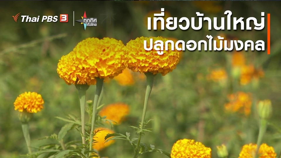 ​เที่ยวบ้านใหญ่ปลูกดอกไม้มงคล จ.พระนครศรีอยุธยา