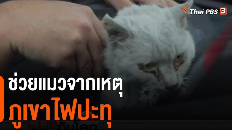 ช่วยแมวจากเหตุภูเขาไฟปะทุ