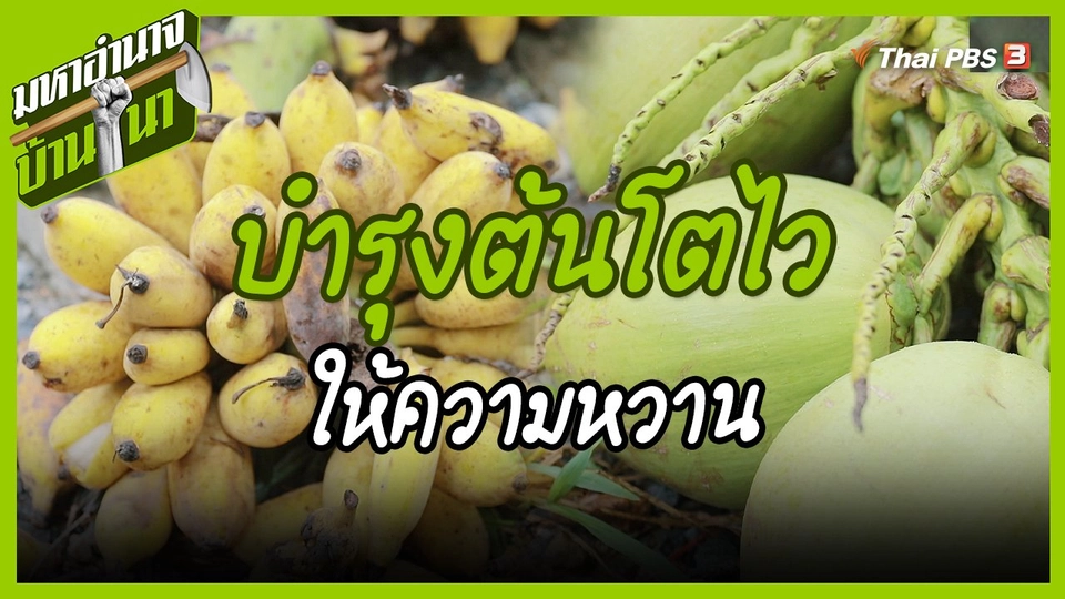 สูตรลับฉบับบ้านนา : บำรุงต้นโตไวให้ความหวาน