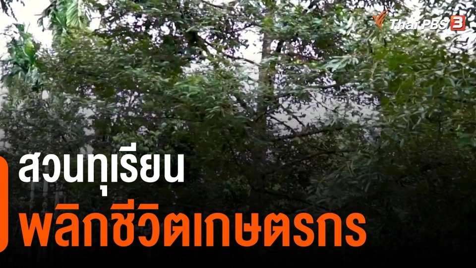 ​ดอกผลของความยั่งยืน : สวนทุเรียนพลิกชีวิตเกษตรกร