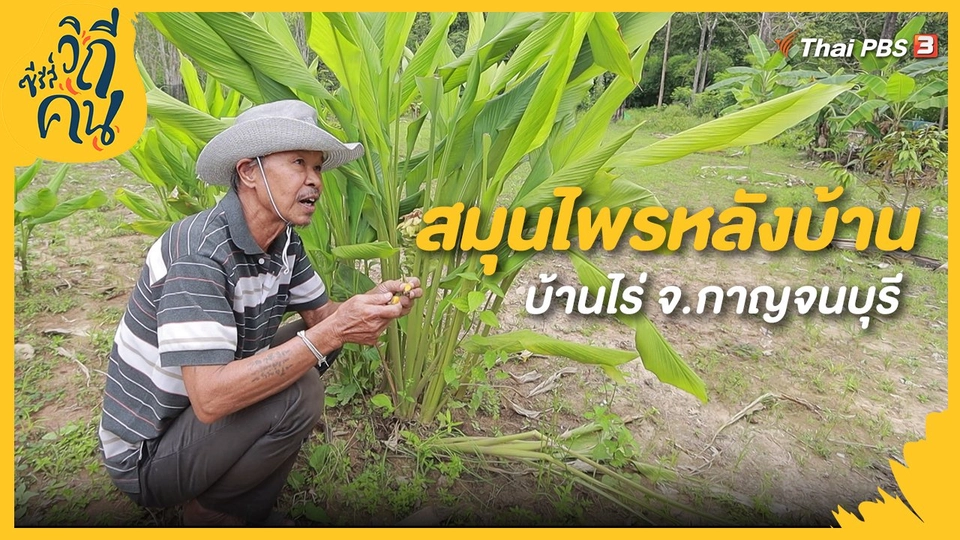 สมุนไพรหลังบ้าน