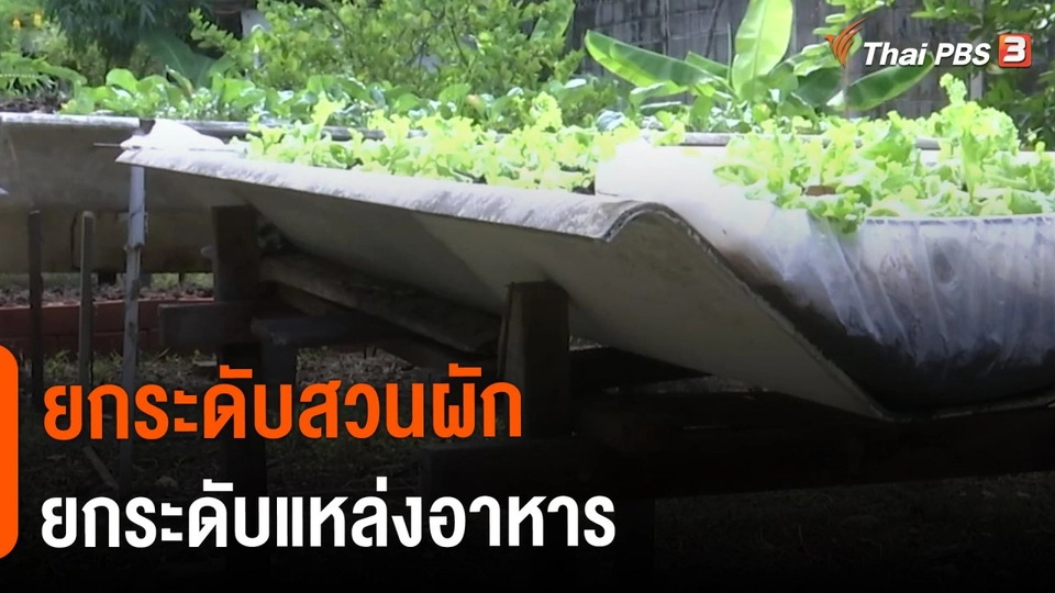 ​ดอกผลของความยั่งยืน : ยกระดับสวนผัก ยกระดับแหล่งอาหาร