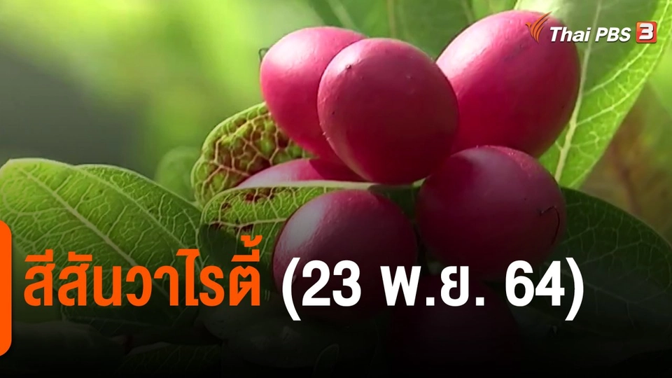 ​สีสันวาไรตี้ (23 พ.ย. 64)