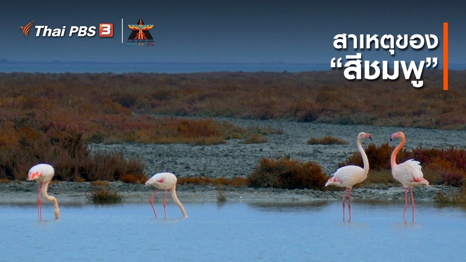 ​เรื่องเล่าการเดินทาง : สาเหตุของ “สีชมพู”