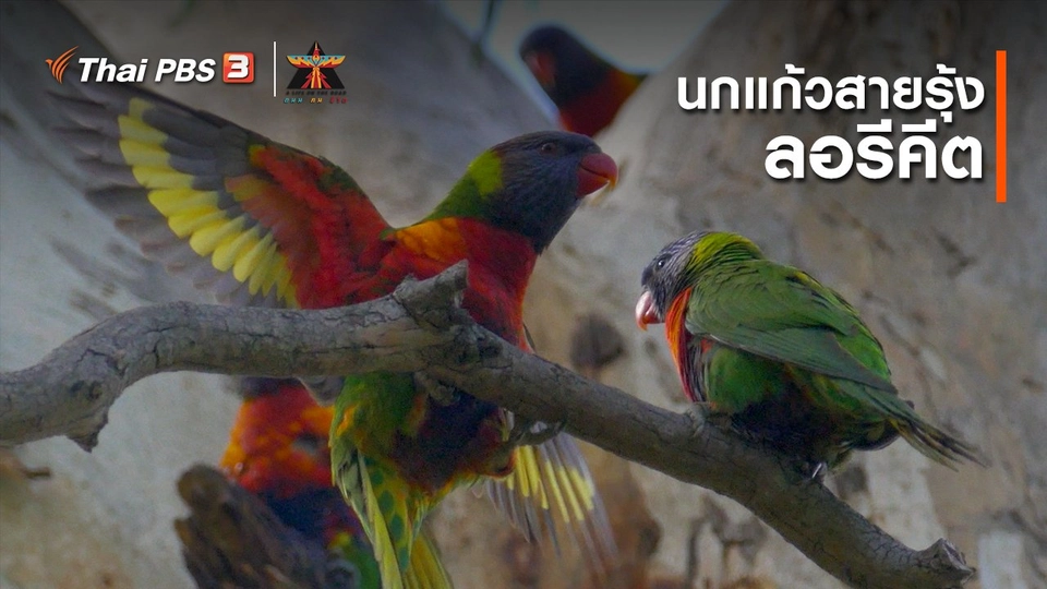 เรื่องเล่าการเดินทาง : นกแก้วสายรุ้งลอรีคีต