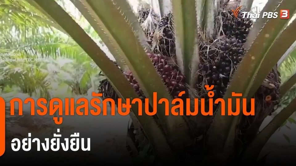 ​ดอกผลของความยั่งยืน : การดูแลรักษาปาล์มน้ำมันอย่างยั่งยืน