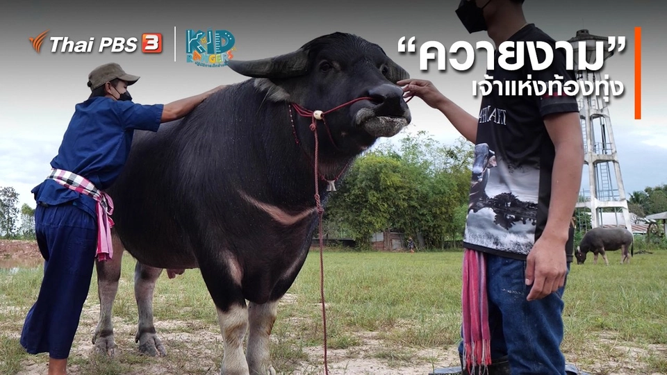 ​คิดส์เรียนรู้ : “ควายงาม” เจ้าแห่งท้องทุ่ง
