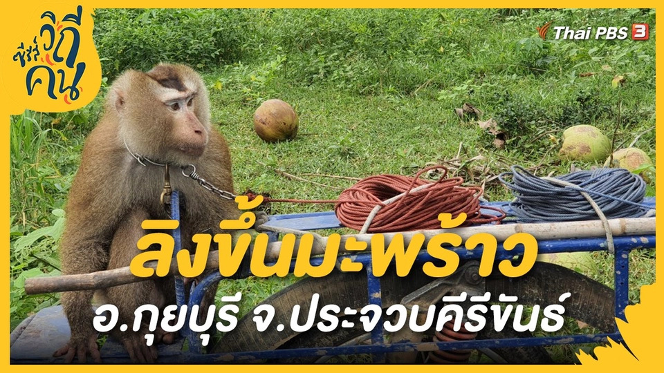 ​ลิงขึ้นมะพร้าว
