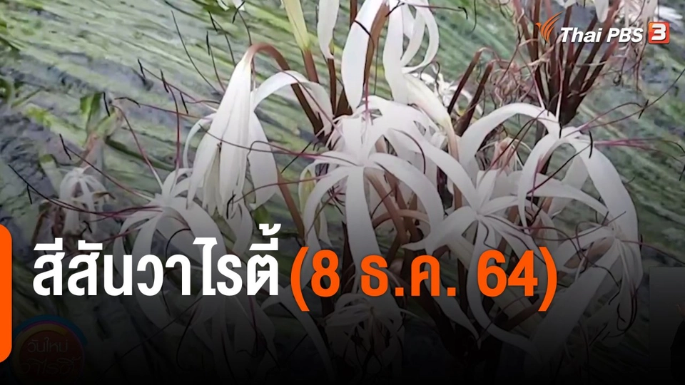 สีสันวาไรตี้ (8 ธ.ค. 64)