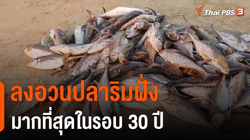 ลงอวนปลาริมฝั่งมากที่สุดในรอบ 30 ปี