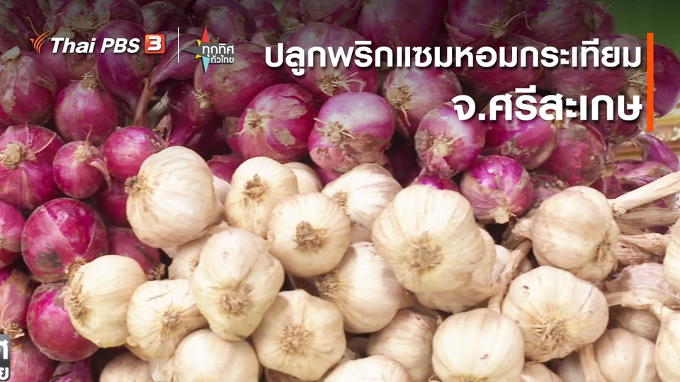 ​อาชีพทั่วไทย : ปลูกพริกแซมหอมกระเทียม จ.ศรีสะเกษ