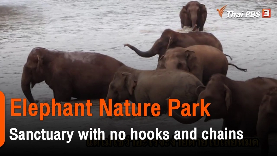 Elephant Nature Park : Sanctuary with no hooks and chains