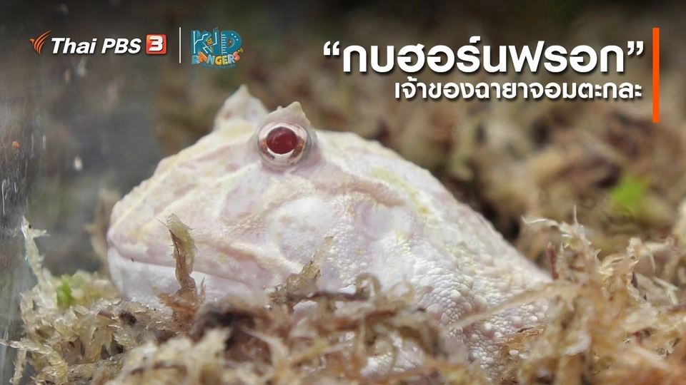 คิดส์เรียนรู้ : “กบฮอร์นฟรอก” เจ้าของฉายาจอมตะกละ