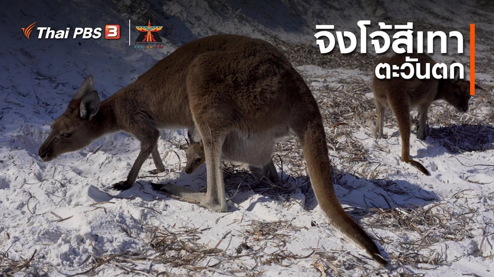 ​เรื่องเล่าการเดินทาง : จิงโจ้สีเทาตะวันตก (Western Grey Kangaroo)