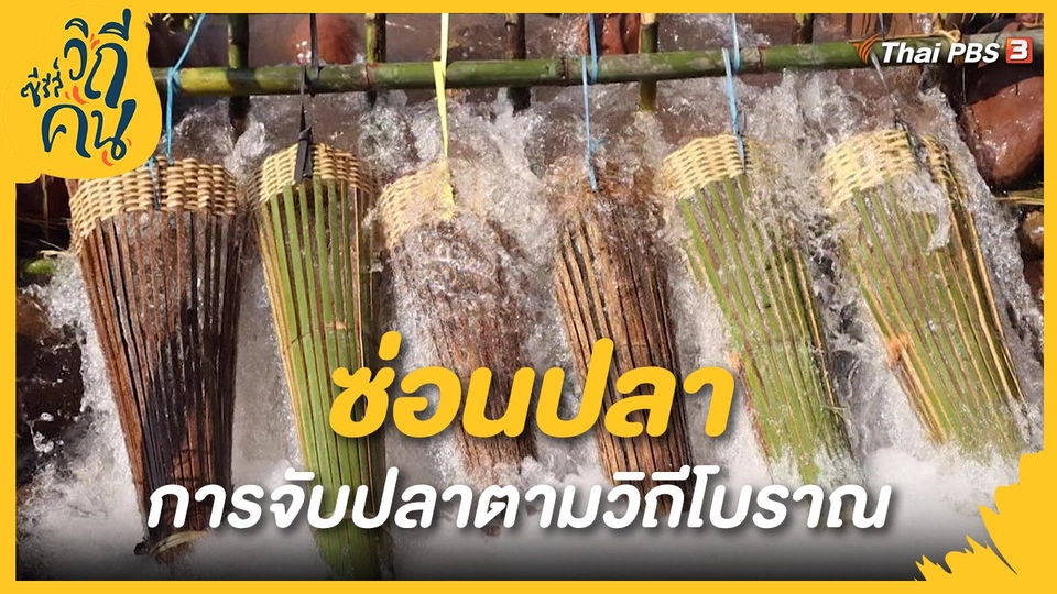 ​"ซ่อนปลา" การจับปลาตามวิถีโบราณ