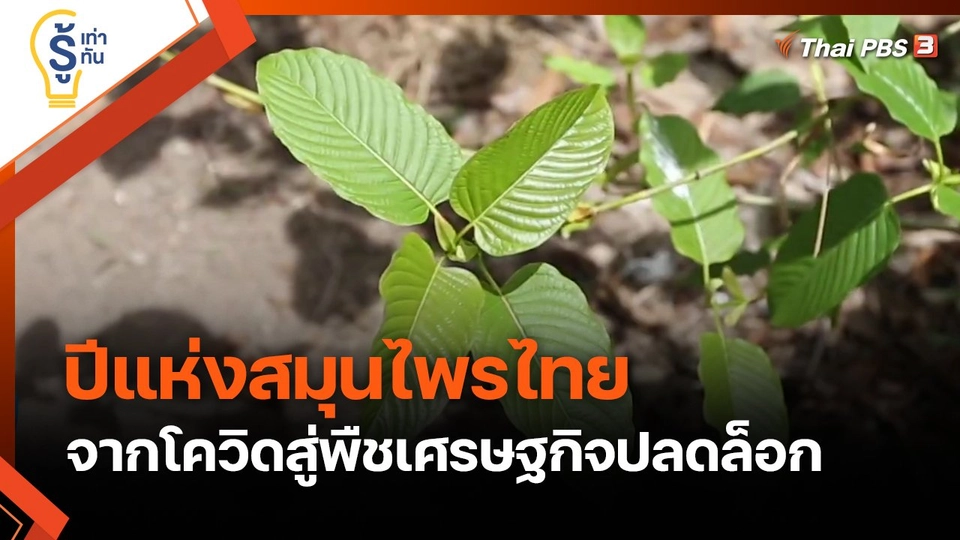 รู้เท่ารู้ทัน : ปีแห่งสมุนไพรไทย จากโควิดสู่พืชเศรษฐกิจปลดล็อก