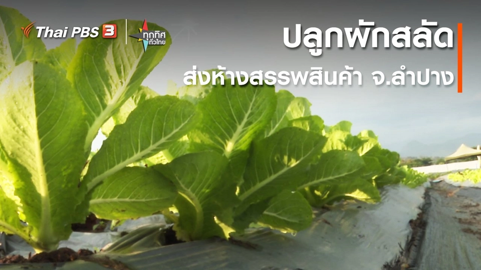 อาชีพทั่วไทย : ปลูกผักสลัดส่งห้างสรรพสินค้า จ.ลำปาง