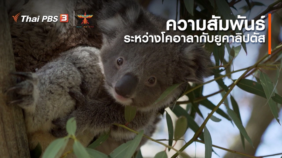​เรื่องเล่าการเดินทาง : ความสัมพันธ์ระหว่างโคอาลากับยูคาลิปตัส