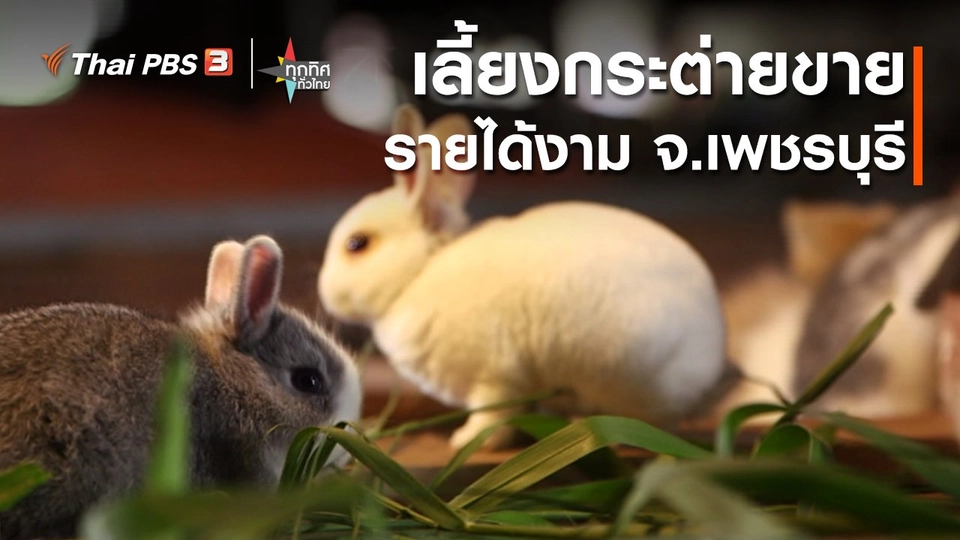 อาชีพทั่วไทย : เลี้ยงกระต่ายขายรายได้งาม จ.เพชรบุรี