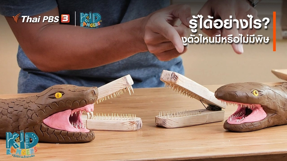 ​คิดส์เรียนรู้ : รู้ได้อย่างไร ? งูตัวไหนมีหรือไม่มีพิษ