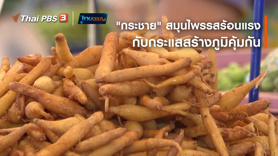 ​อิ่มมนต์รส : "กระชาย" สมุนไพรรสร้อนแรงกับกระแสสร้างภูมิคุ้มกัน