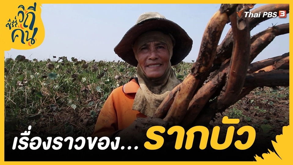 ​เรื่องราวของรากบัว